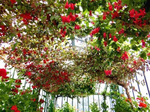 geranium-greenhouse.jpg