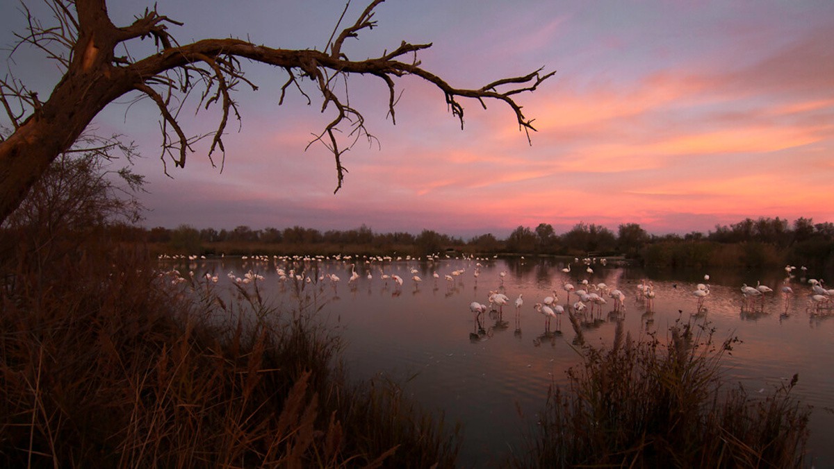 lelievre-camargue-photographie-15.jpg