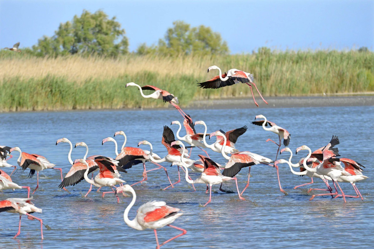 que-faire-en-camargue-scaled.jpg