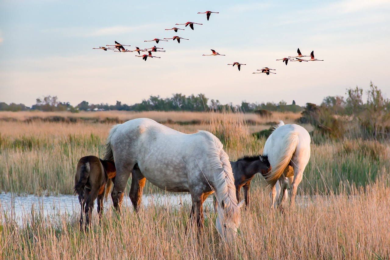 scene-of-the-camargue-6-2493873_1280.jpg