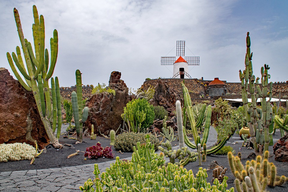 jardin-de-cactus-2445665-960-720.jpg